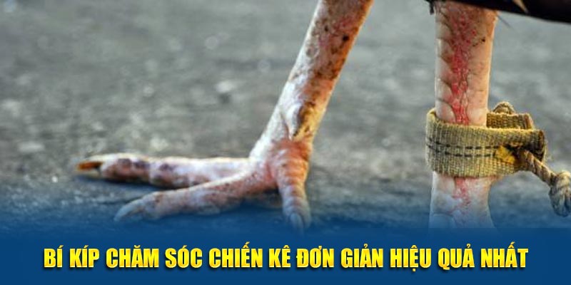 Bí kíp chăm sóc chiến kê đơn giản hiệu quả nhất