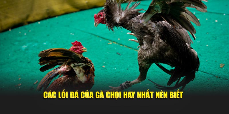 Các lối đá của gà chọi hay nhất nên biết