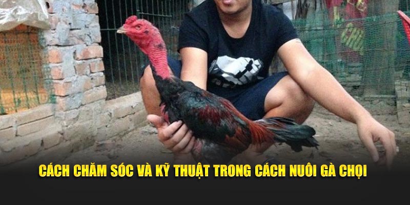 Cách chăm sóc và kỹ thuật trong cách nuôi gà chọi