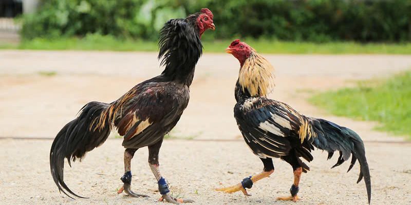 Tổng hợp lựa chọn giống nuôi gà chọi phù hợp cần tìm hiểu 