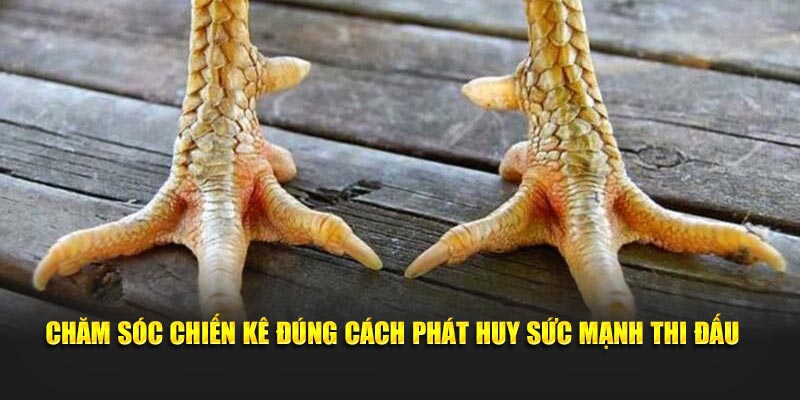 Chăm sóc chiến kê đúng cách phát huy sức mạnh thi đấu