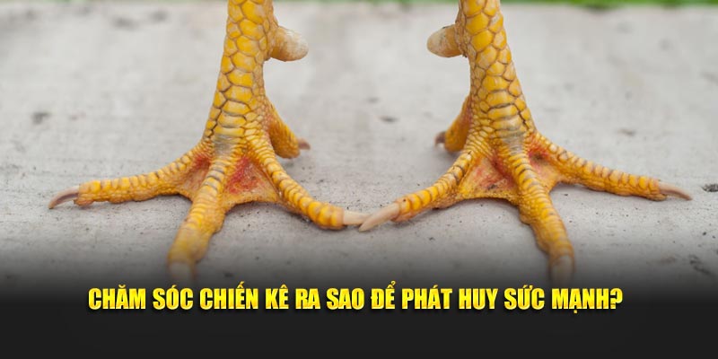 Chăm sóc chiến kê ra sao để phát huy sức mạnh?