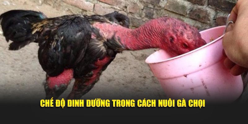 Chế độ ăn uống hợp lý trong cách nuôi gà chọi