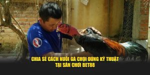 Chia Sẻ Cách Nuôi Gà Chọi Đúng Kỹ Thuật Tại Sân Chơi BET88