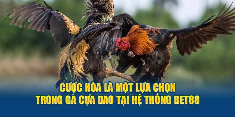 Cược hòa là một lựa chọn trong gà cựa dao tại hệ thống BET88