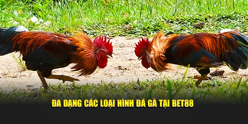 Sảnh cược cung cấp dạng các loại hình Đá Gà tại Bet88