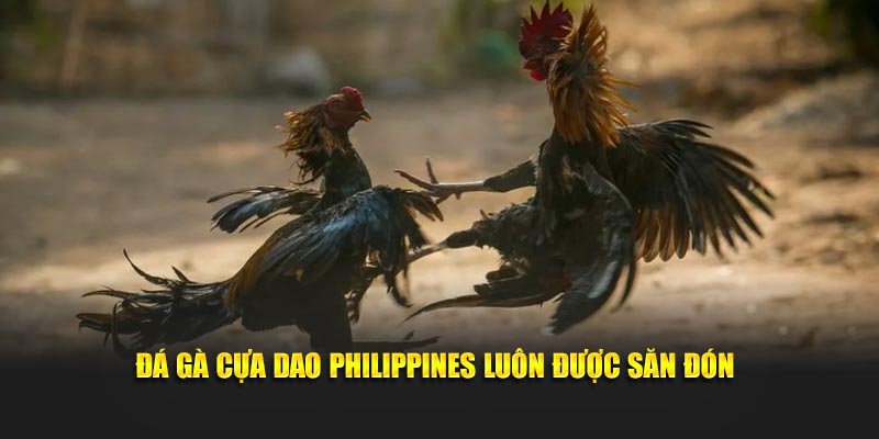 Đá gà cựa dao Philippines luôn được săn đón tại nhà cái cá bet88