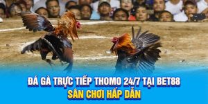 Đá Gà Trực Tiếp Thomo 24/7 Tại BET88 - Sân Chơi Hấp Dẫn