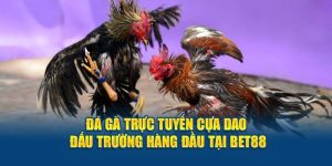 Đá Gà Trực Tuyến Cựa Dao - Đấu Trường Hàng Đầu Tại BET88