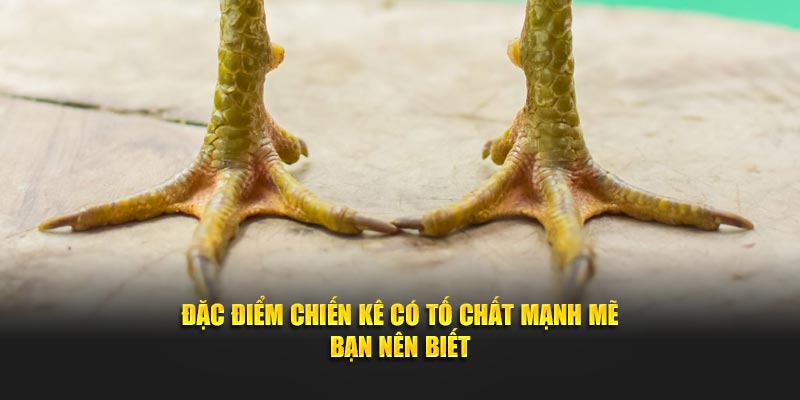 Đặc điểm chiến kê có tố chất mạnh mẽ bạn nên biết