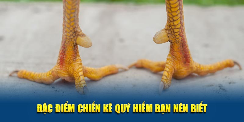 Đặc điểm chiến kê quý hiếm bạn nên biết