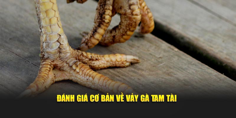 Đánh giá cơ bản về loại vảy Tam Tài hiếm thấy hiện nay