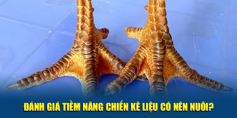 Đánh giá tiềm năng chiến kê liệu có nên nuôi?