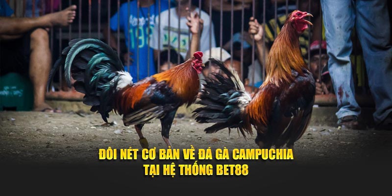 Đôi nét cơ bản về đá gà campuchia tại hệ thống BET88