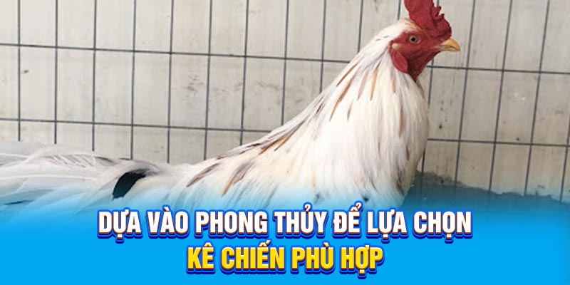 Dựa vào phong thủy để lựa chọn kê chiến phù hợp