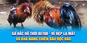 Gà Hắc Hổ Thới Bet88 - Vẻ Đẹp Lạ Mắt Và Khả Năng Chiến Đấu Độc Đáo