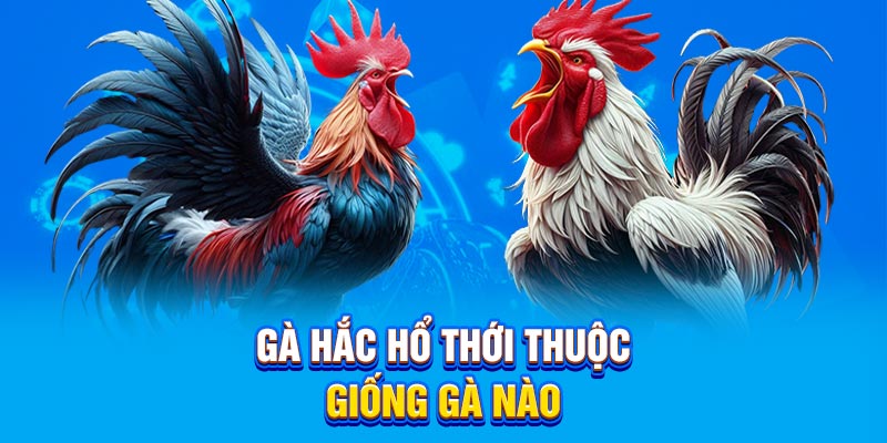 Tìm hiểu về gà hắc hổ thới thuộc giống gà nào