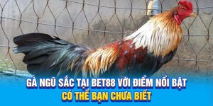 Gà Ngũ Sắc Tại BET88 Với Điểm Nổi Bật Có Thể Bạn Chưa Biết