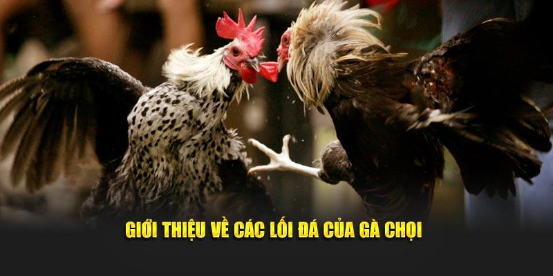 Giới thiệu về các lối đá của gà chọi hay nhất hiện nay 