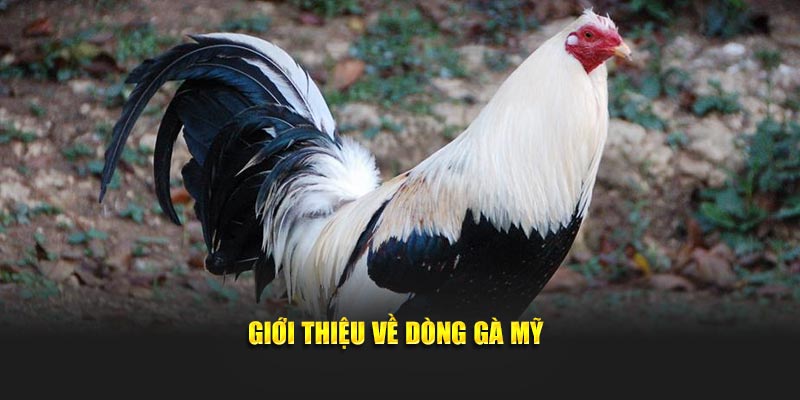Giới thiệu về dòng gà Mỹ được yêu thích nhất hiện nay
