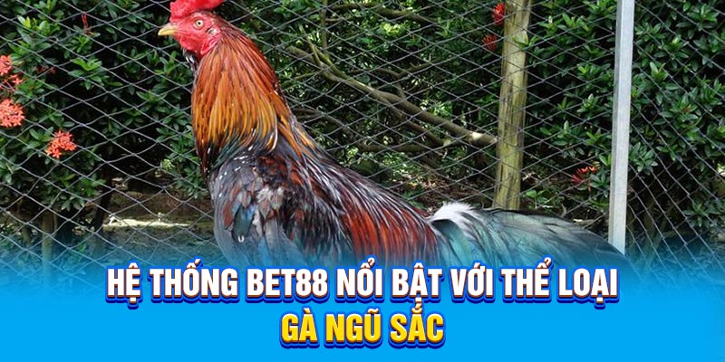 Hệ thống BET88 nổi bật với thể loại gà ngũ sắc