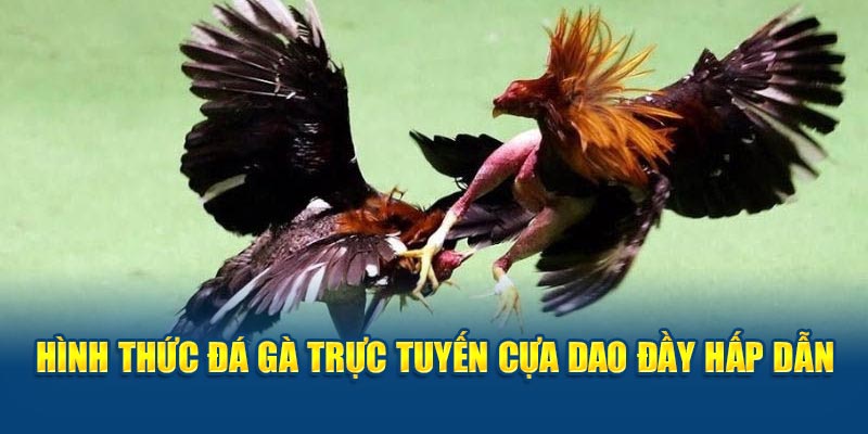 Hình thức đá gà trực tuyến cựa dao đầy hấp dẫn