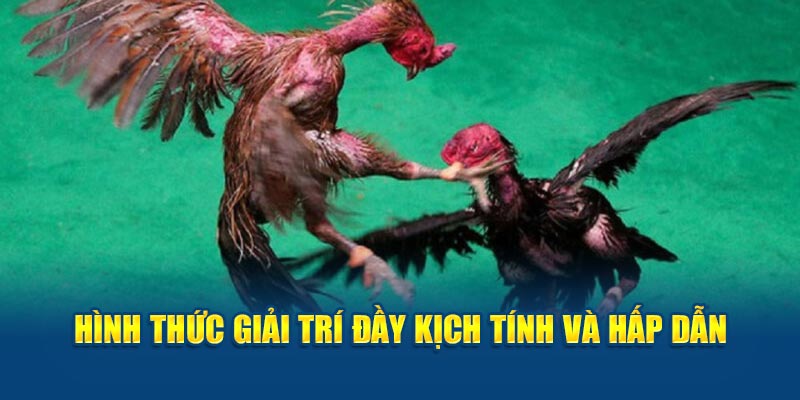 Hình thức giải trí đầy kịch tính và hấp dẫn
