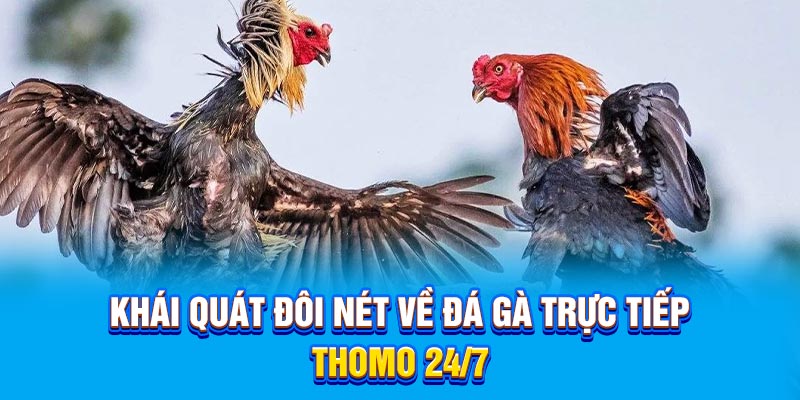 Khái quát đôi nét về đá gà trực tiếp thomo 24/7