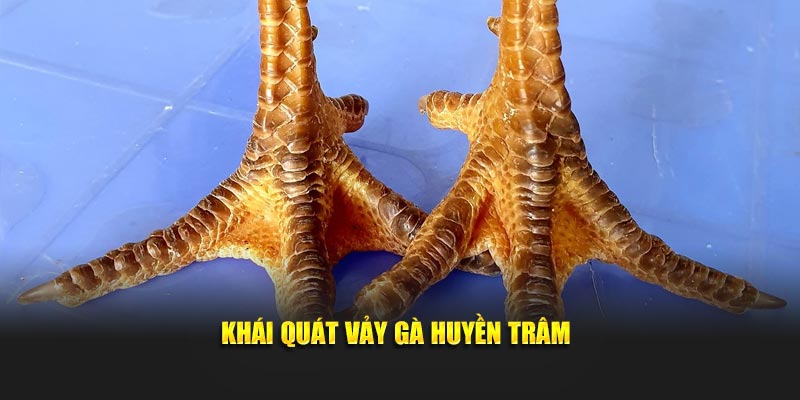 Khái quát thông tin về loại vảy gà Huyền Trâm hiếm thấy hiện nay