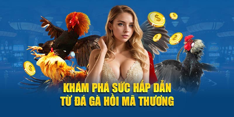 Khám phá sức hấp dẫn từ đá gà hồi mã thương