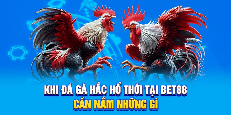 Khi đá gà hắc hổ thới tại Bet88 cần nắm những gì
