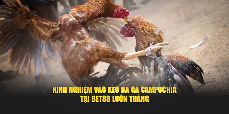 Kinh nghiệm vào kèo đá gà campuchia tại BET88 luôn thắng