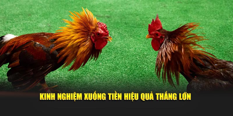 Kinh nghiệm xuống tiền hiệu quả thắng lớn