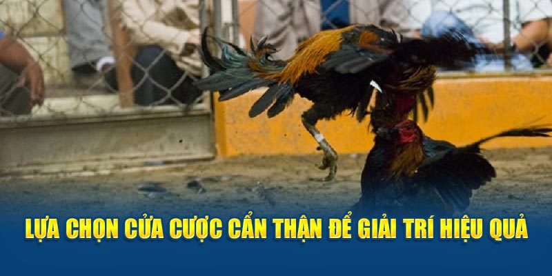 Lựa chọn cửa cược cẩn thận để giải trí hiệu quả