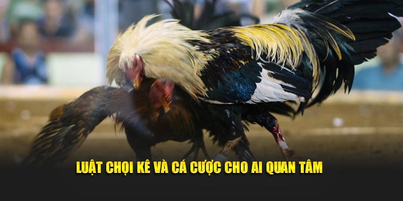 Luật chọi kê và cá cược cho ai quan tâm