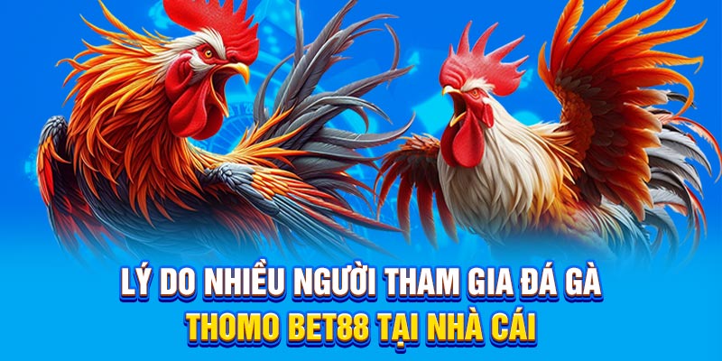 Lý do nhiều người tham gia đá gà thomo BET88 tại nhà cái