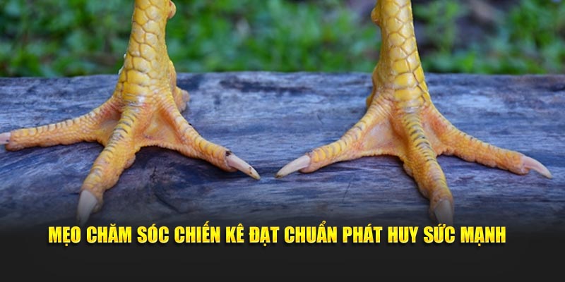 Mẹo chăm sóc chiến kê đạt chuẩn phát huy sức mạnh