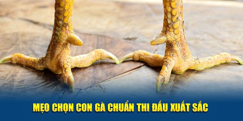 Mẹo chọn con gà chuẩn thi đấu xuất sắc