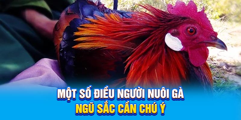 Một số điều người nuôi gà ngũ sắc cần chú ý