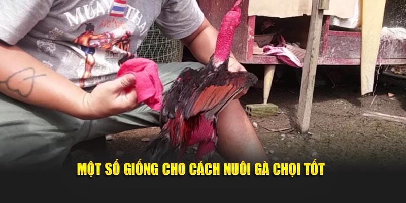 Một số giống cho cách nuôi gà chọi tốt