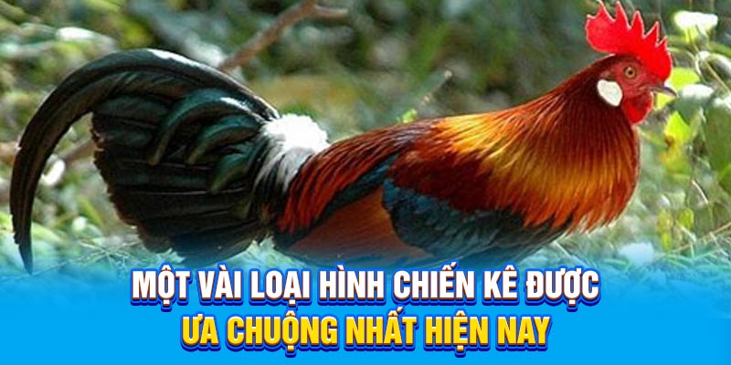 Một vài loại hình chiến kê được ưa chuộng nhất hiện nay