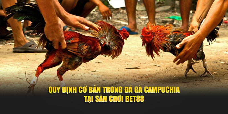 Quy định cơ bản trong đá gà campuchia tại sân chơi BET88