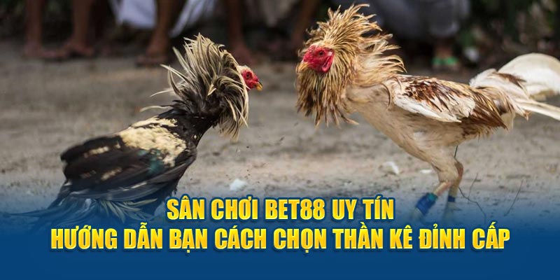 Sân chơi BET88 uy tín hướng dẫn bạn cách chọn thần kê đỉnh cấp