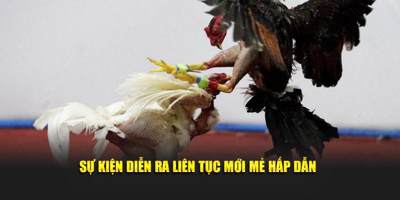 Sự kiện diễn ra liên tục mới mẻ hấp dẫn
