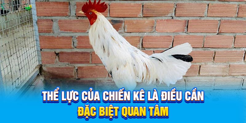 Thể lực của chiến kê là điều cần đặc biệt quan tâm