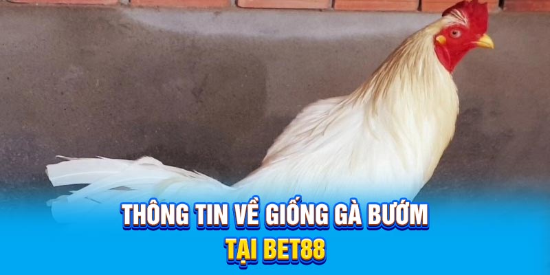 Thông tin về giống gà bướm được chia sẻ từ nhà cái uy tín BET88