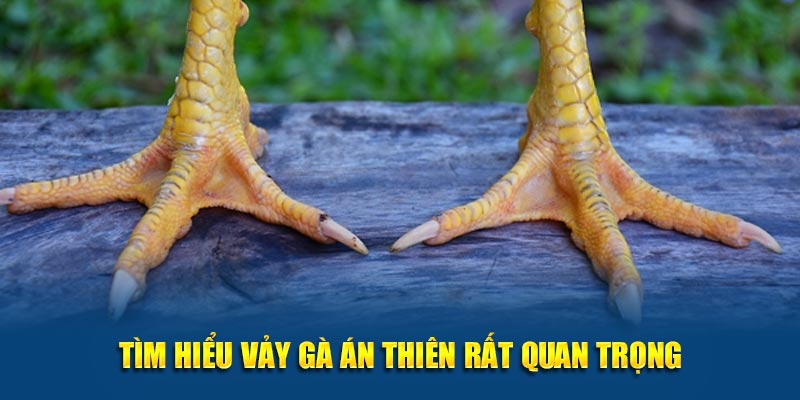 Tìm hiểu về loại vảy gà Án Thiên rất quan trọng đối với kê thủ