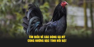 Tìm Hiểu Về Các Dòng Gà Mỹ Cùng Những Đặc Tính Nổi Bật