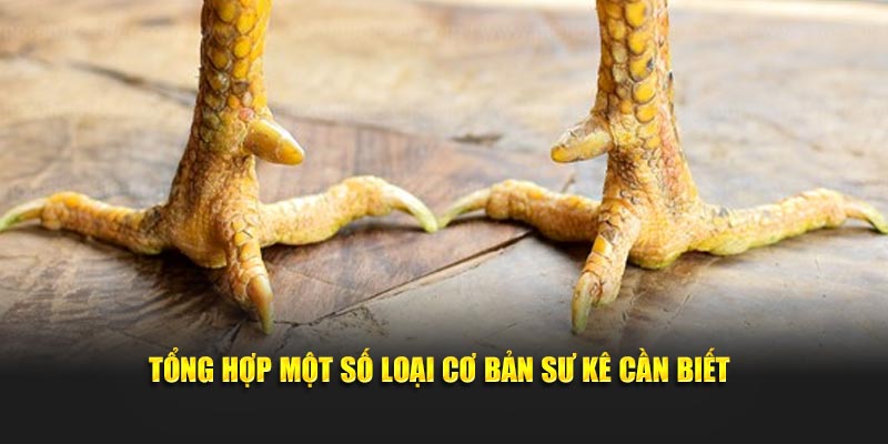 Tổng hợp một số loại cơ bản sư kê cần biết