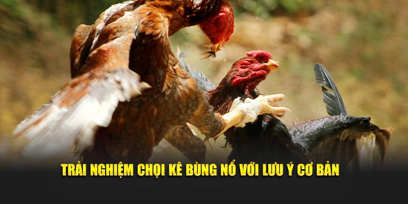 Trải nghiệm chọi kê bùng nổ với lưu ý cơ bản